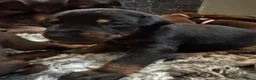 Dobermann dogs for sale: ❌ ready monday❌Health tested Dobermans not Kc reg  - Advert 21