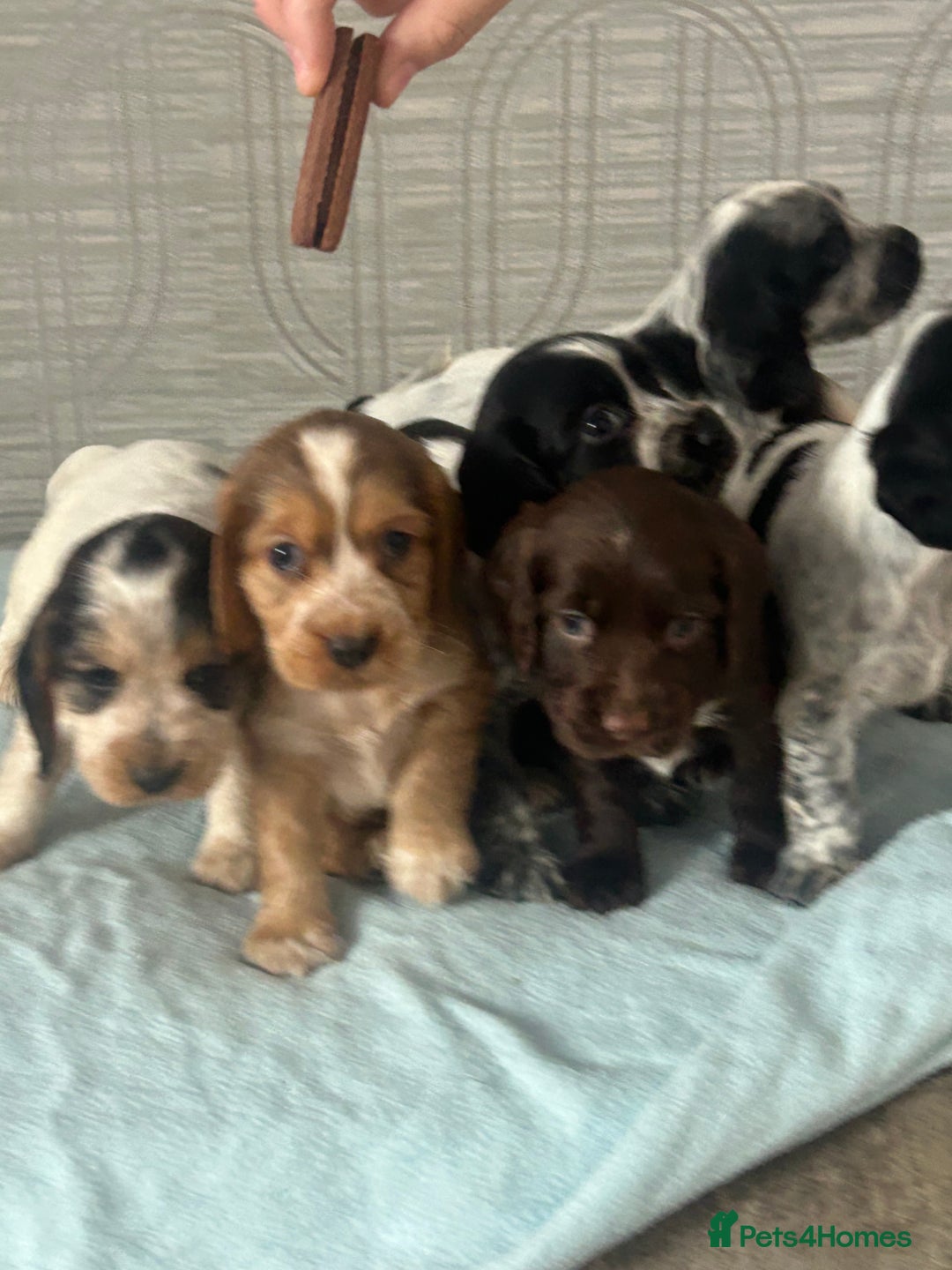 Cocker Spaniel dogs for sale: 🔥 rare coloured show type cocker spaniels  - Image 31