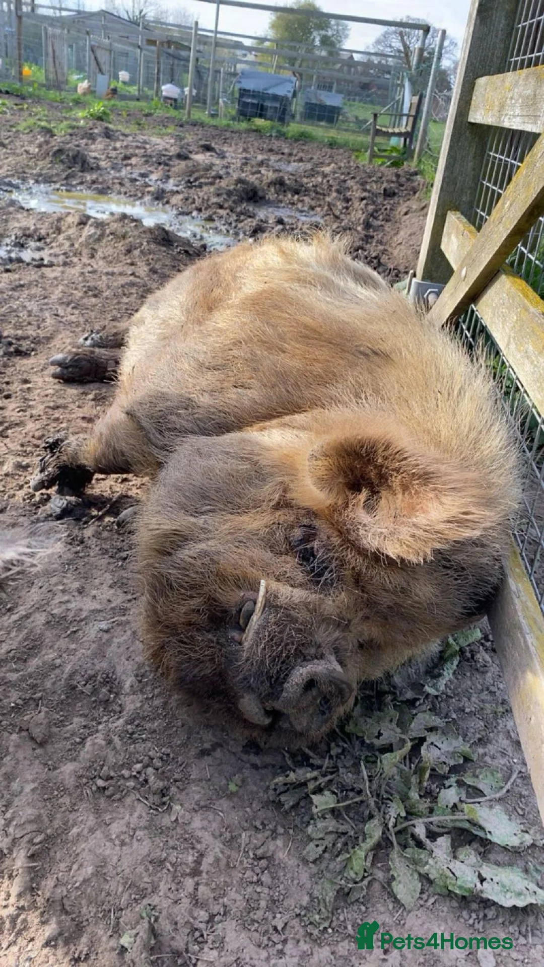 Pig livestock for sale: Family of 4 Pure bred Kunekune Pigs in Chester - Advert 3