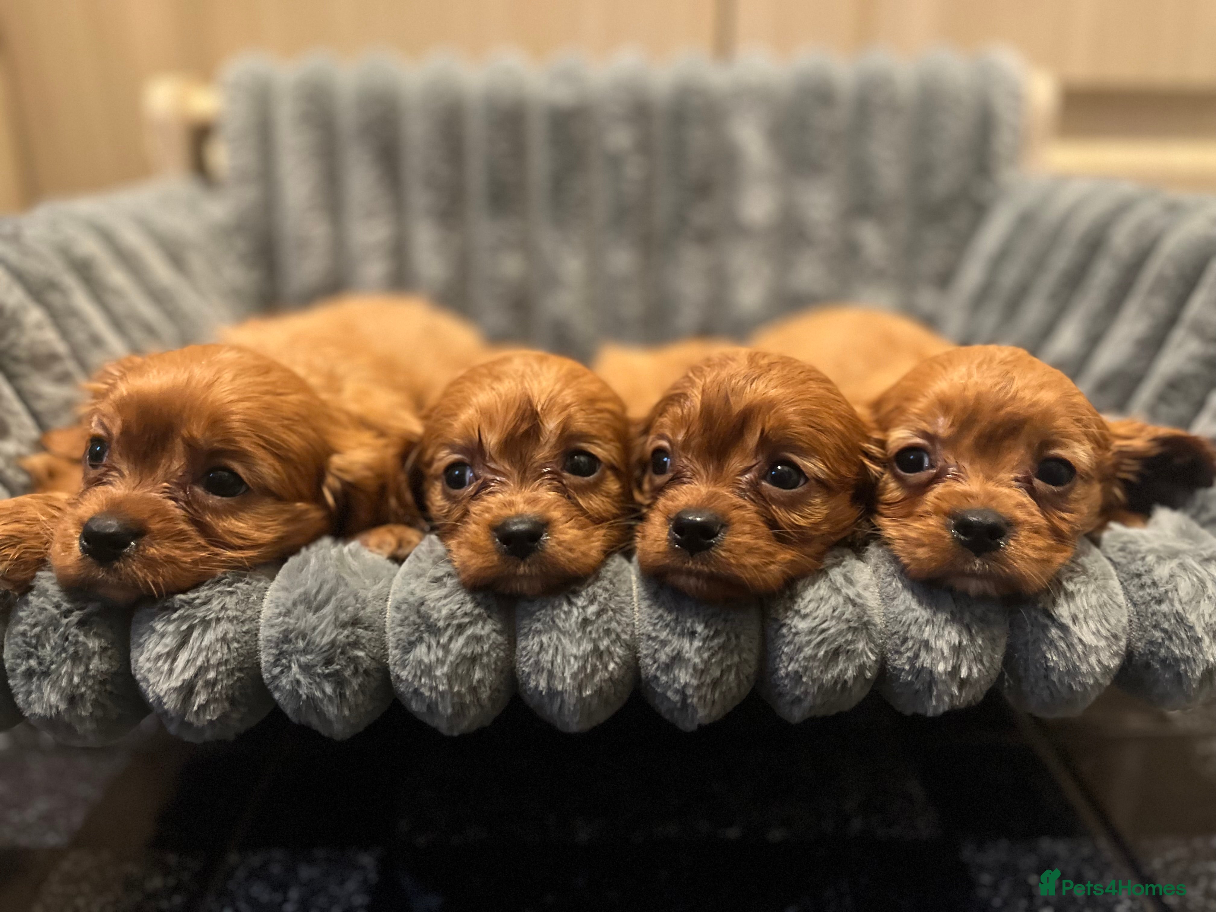 Cavalier King Charles Spaniel dogs Cavalier King Charles quality puppies for sale  - Advert 1