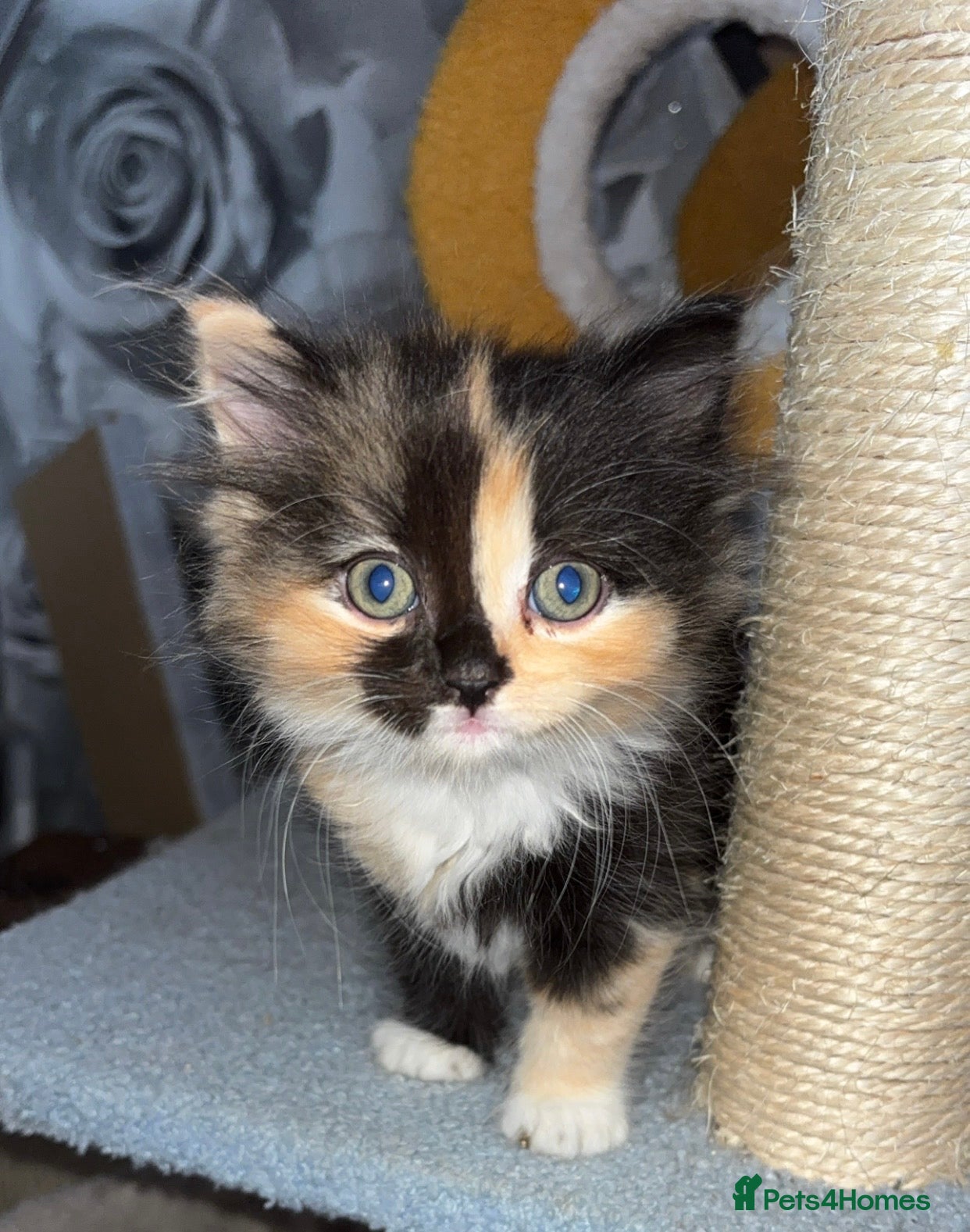 Mixed Breed cats Ragdoll cross kittens - Advert 10