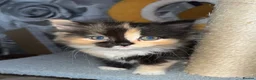 Mixed Breed cats for sale: Ragdoll cross kittens in Manchester - Advert 1