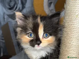 Mixed Breed cats Ragdoll cross kittens - Advert 3