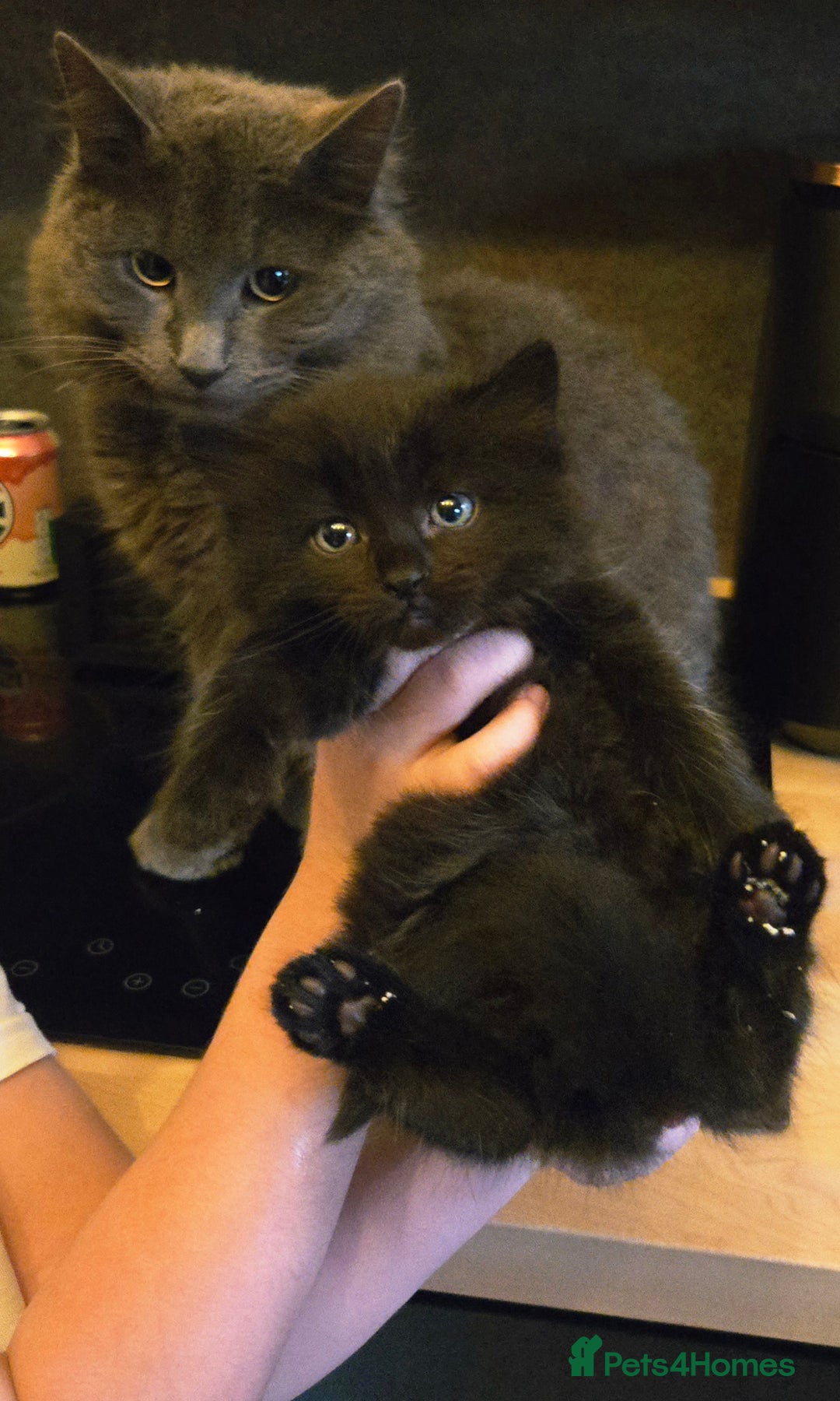 Mixed Breed cats for sale: Mixed black female kittens  - Image 7