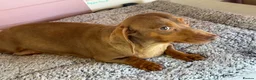 Dachshund dogs for sale: 4 year old Heidi  - Advert 10