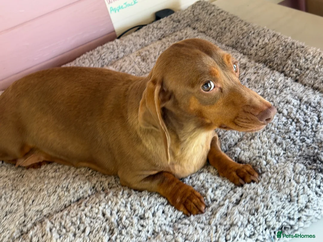 Dachshund dogs for sale: 4 year old Heidi  - Advert 10