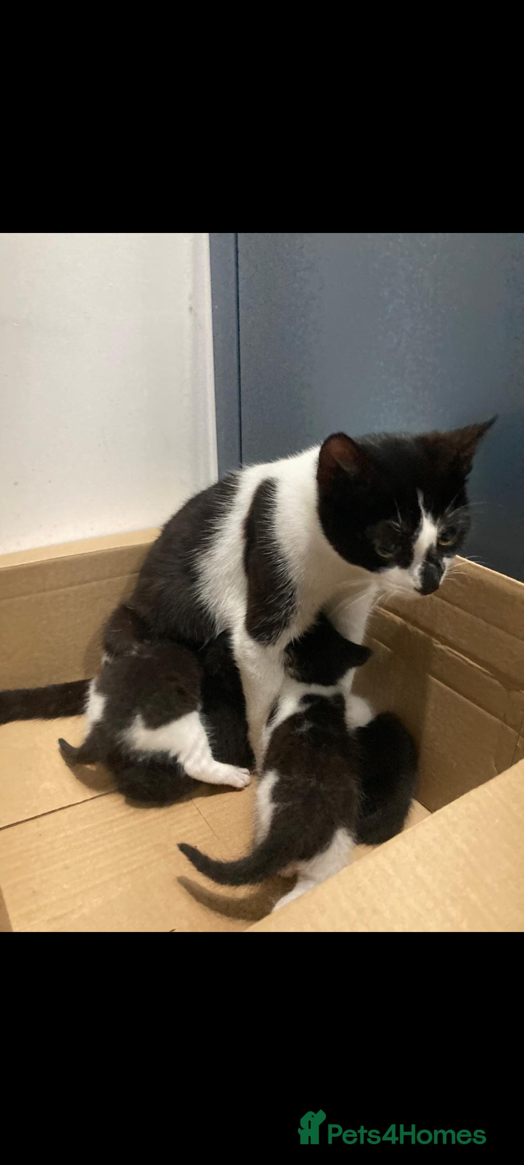 British Shorthair cats for sale: Beautiful kittens looking for new home  - Image 2
