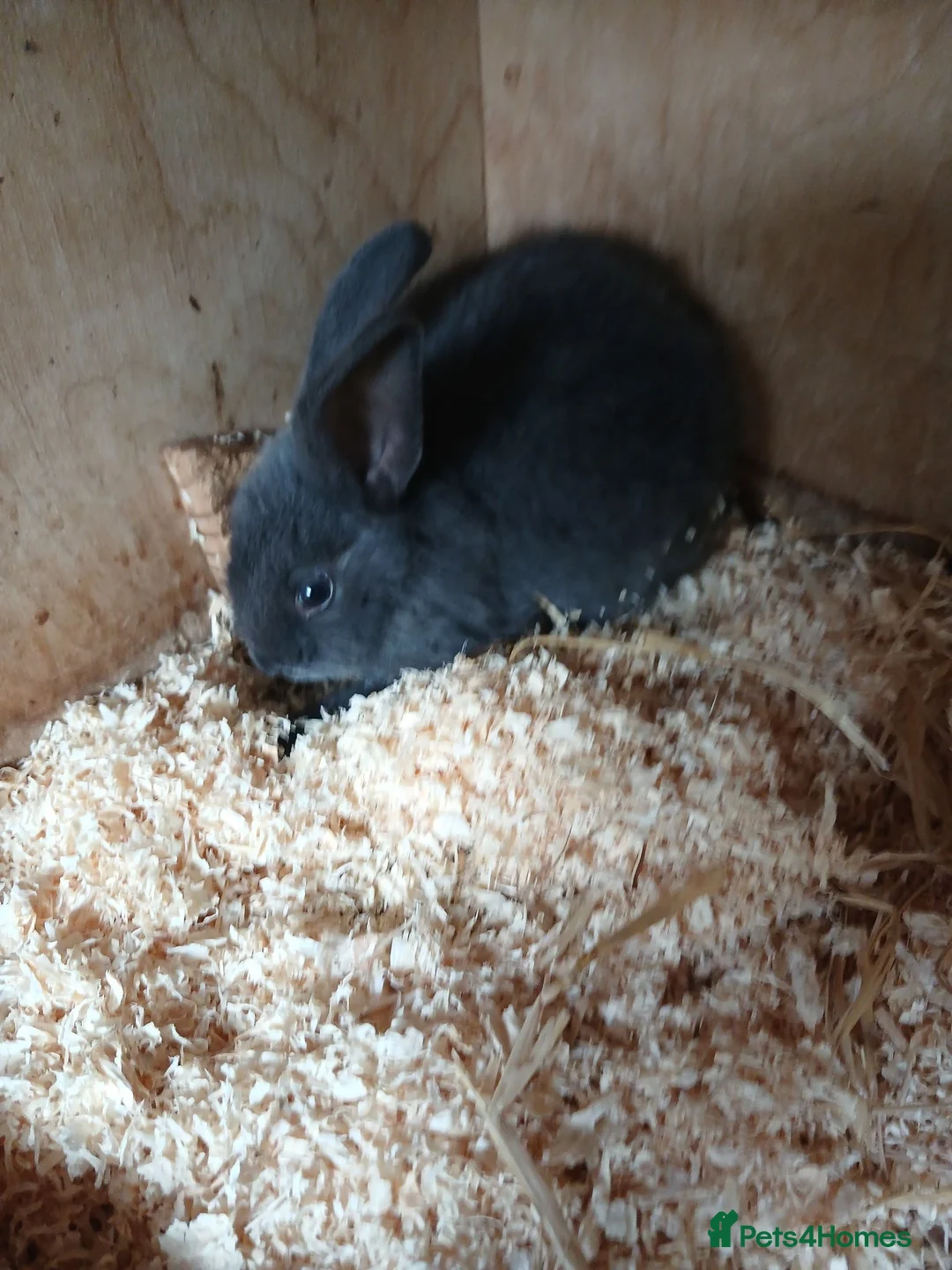 Dwarf Lop rabbits for sale: French lops - Advert 2