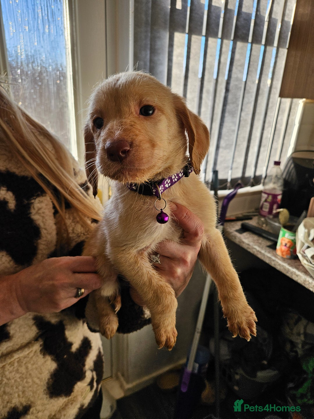 Labradoodle dogs for sale: 9 gorgeous labradoodles, red fox and cream - Advert 6