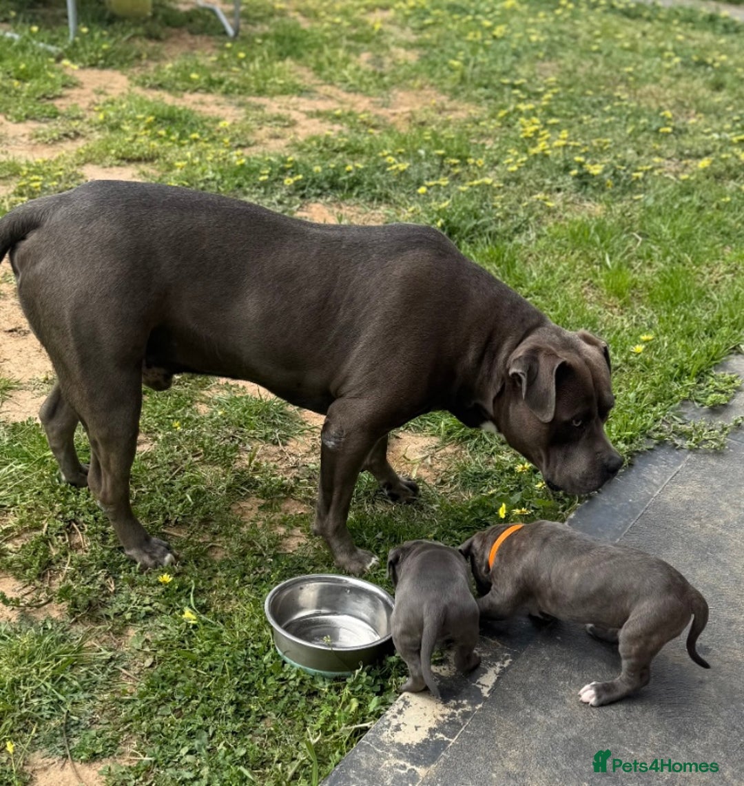 Staffordshire Bull Terrier dogs for sale: Worming Kc Reg %100Pure Staffy Puppies - Advert 13