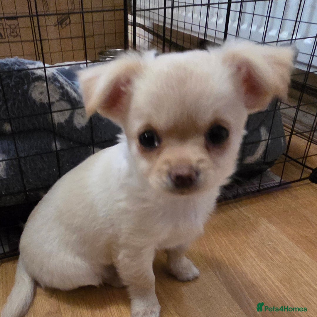 Chihuahua dogs for sale: Chihuahua PUPPY - Advert 9