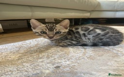 Bengal cats for sale: Pure bengal kittens - Image 18
