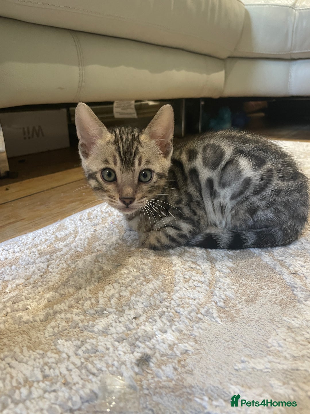 Bengal cats for sale: Pure bengal kittens - Image 18