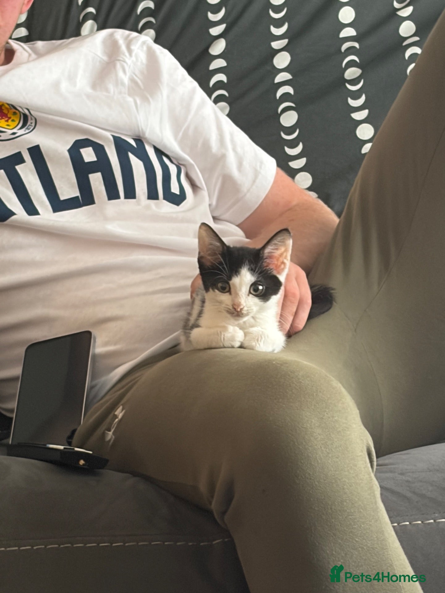 Mixed Breed cats Kitten needs urgent rehoming - Advert 2