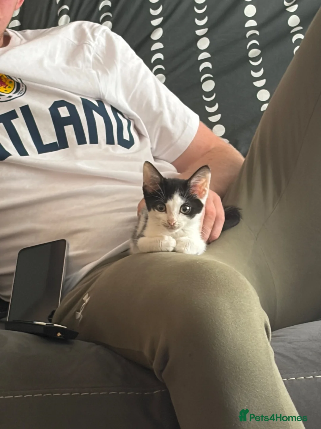 Mixed Breed cats for sale: Kitten needs urgent rehoming in Rushden - Advert 1