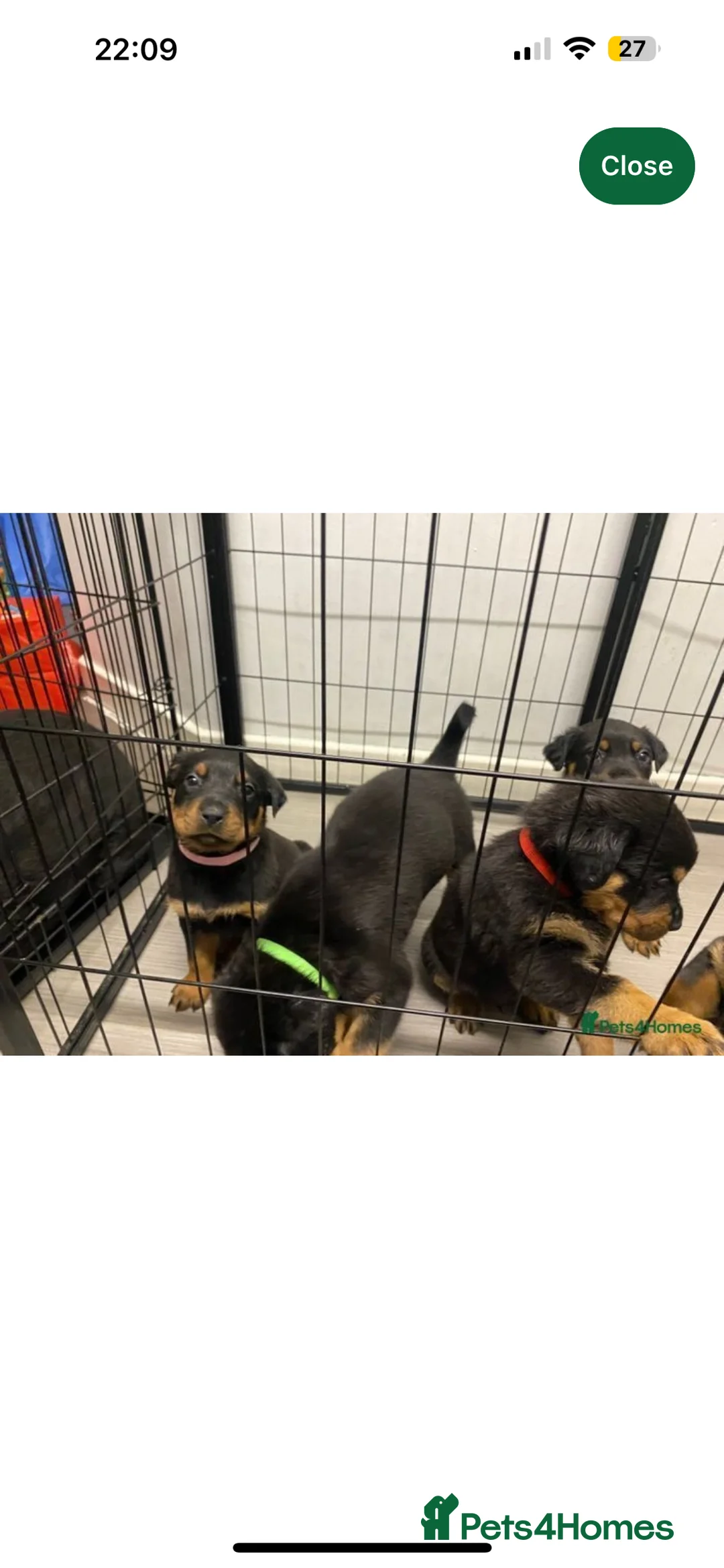 Rottweiler dogs for stud: Rottie male for stud in Ayr - Advert 17