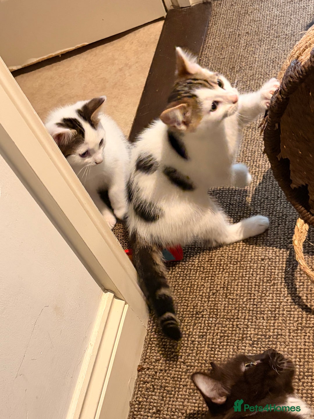 British Shorthair cats for sale: 2 beautiful boys ready for their home - Advert 8