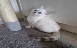 Scottish Fold cats for sale: Schotish straith and fold kittens😻 - Image 9