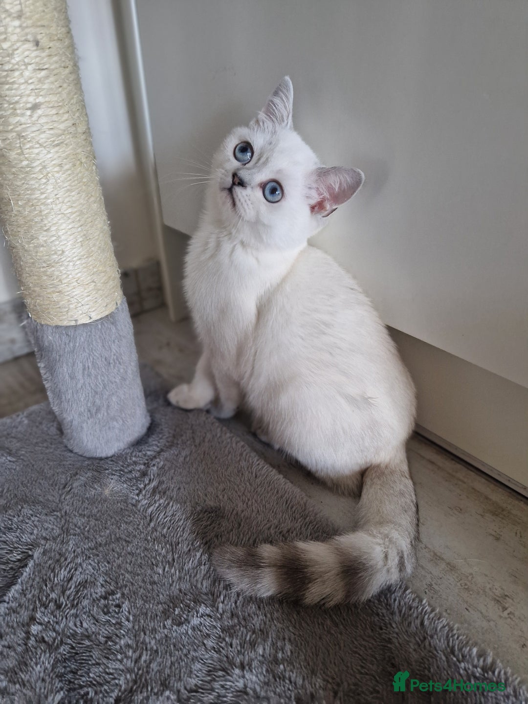 Scottish Fold cats for sale: Schotish straith and fold kittens😻 - Image 9