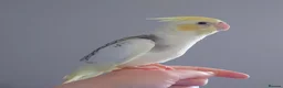 Cockatiels birds for sale: Hand reread silly tame DNA sexed baby cockatiels  - Advert 9