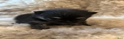 Pomeranian dogs for sale: Exclusive Stunning KC reg Teddy Bear Poms - Advert 10