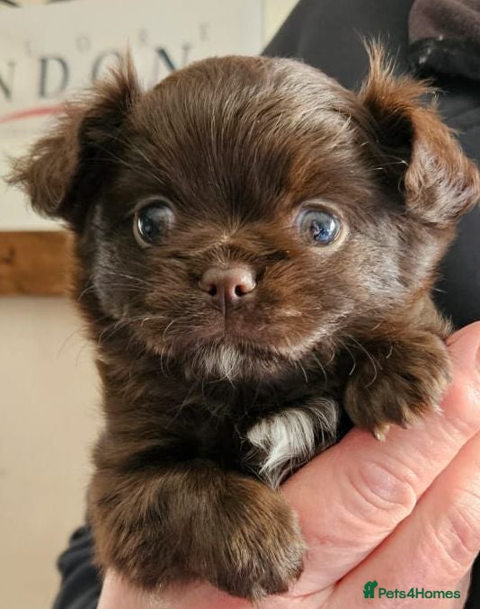 Chihuahua dogs ✨ Long haired Boys from Russian lines ✨ - Advert 2