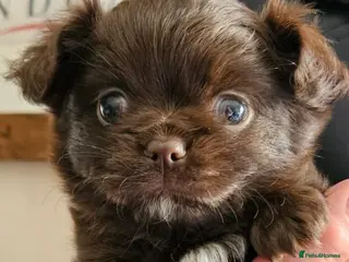 Chihuahua dogs ✨ Long haired Boys from Russian lines ✨ - Advert 2