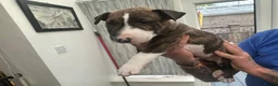 English Bull Terrier dogs for sale: Stunning English bull terrier puppies  - Advert 21