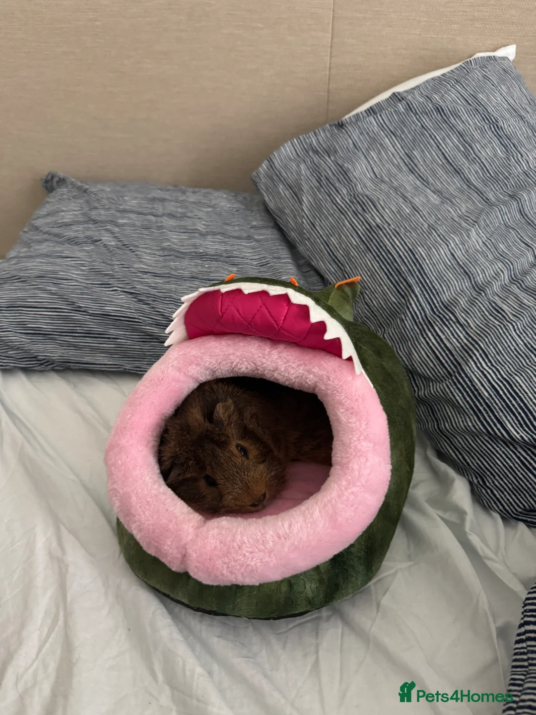 Guinea Pig rodents for sale: Rehoming my guinea pig in London - Advert 2