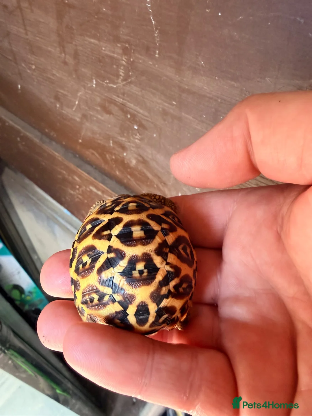 Tortoise reptiles for sale: Indian star tortoise - Advert 18