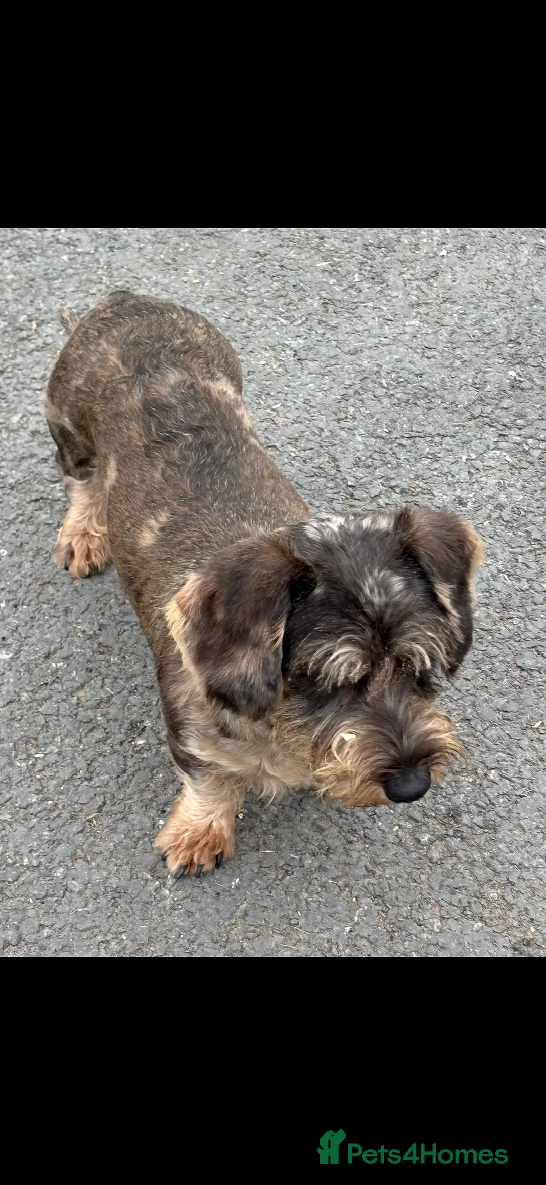 Miniature Dachshund dogs for sale: Miniature WIRE haired dachshund  - Advert 3