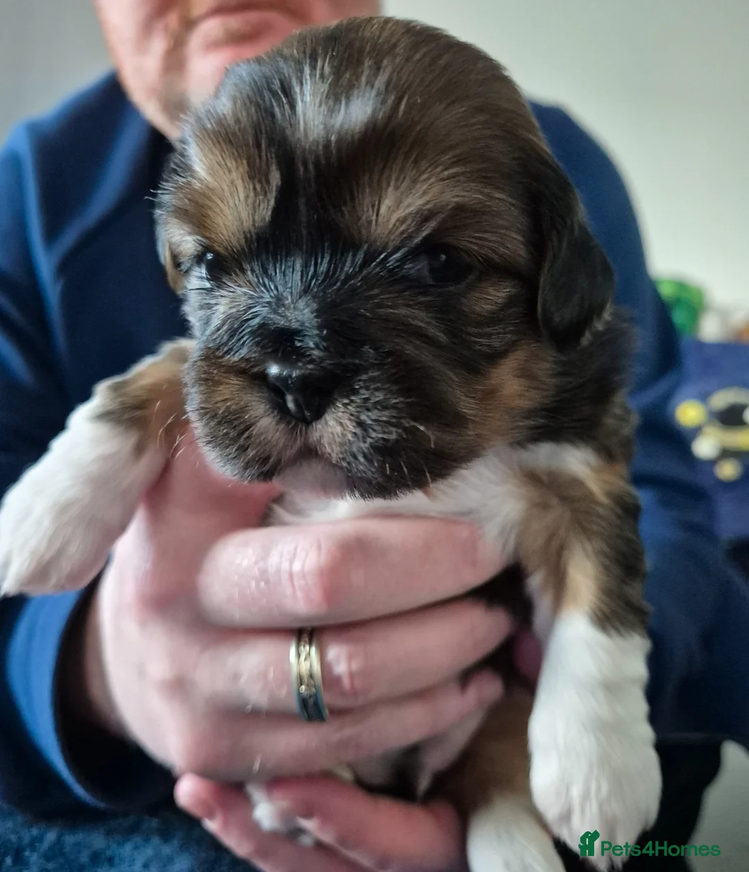 Lhasa Apso dogs for sale: Kennel Club Registered Lhasa Apso Boys - Advert 19