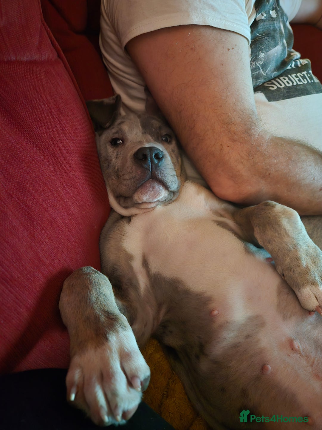 Mixed Breed dogs for sale: Bullmastiff cross Staffy - Advert 2