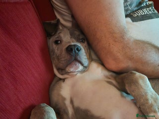 Mixed Breed dogs Bullmastiff cross Staffy - Advert 12