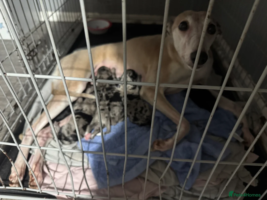 Mixed Breed dogs for sale: Whipoos  - Advert 1