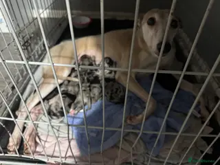 Mixed Breed dogs Whipoos - Advert 2