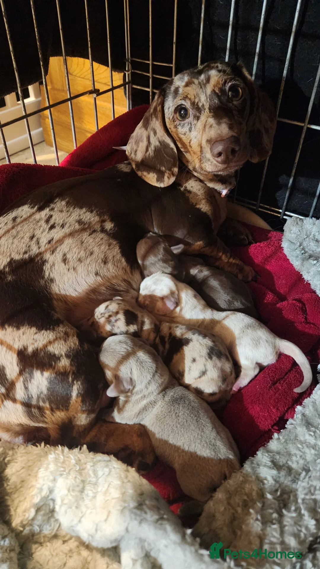 Miniature Dachshund dogs for sale: 1 last pup - Advert 1