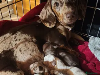 Miniature Dachshund dogs 1 last pup - Advert 11