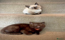 British Shorthair cats for sale: 💙 2 handsome  GCCF British Sorthair 💙 - Image 1