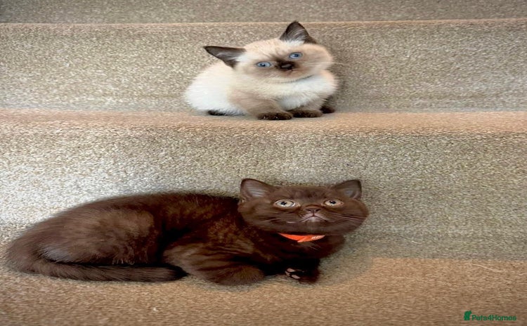 British Shorthair cats - Advert 14