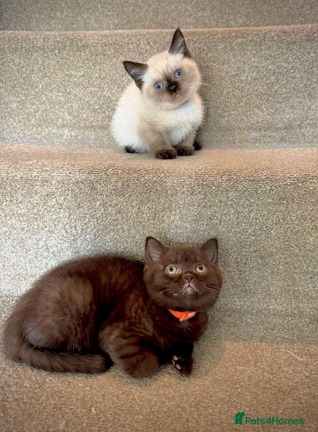 British Shorthair cats for sale: 💙 2 handsome  GCCF British Sorthair 💙 - Image 1