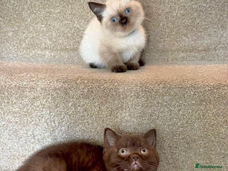 British Shorthair cats - Advert 3