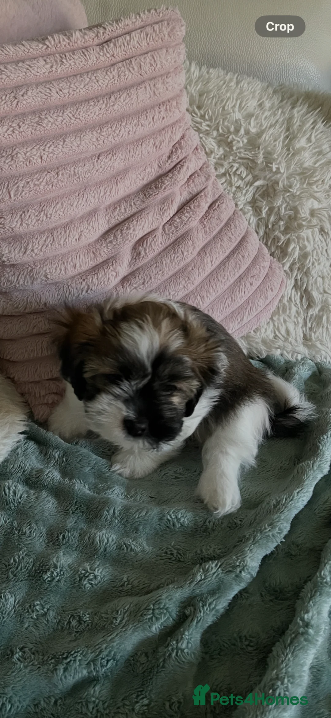 Lhasa Apso dogs for sale: 2 Lhasa Apso puppies  in Edinburgh - Advert 2