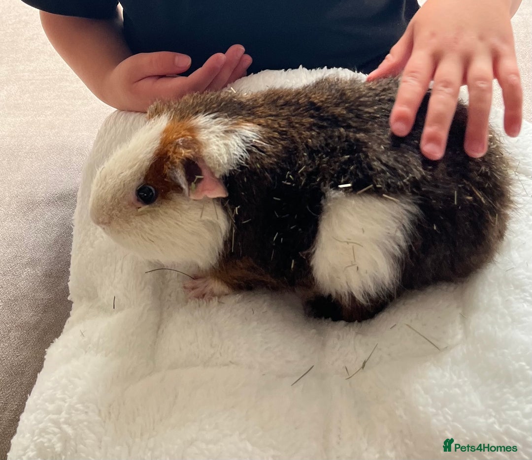 Guinea Pig rodents for sale: Male guinea pig - Image 3
