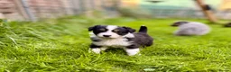 Australian Shepherd dogs for sale: Purebred Australian Shepherds - Advert 29