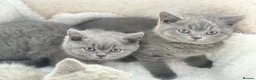 British Shorthair cats for sale: GCCF registered kitten - Advert 14