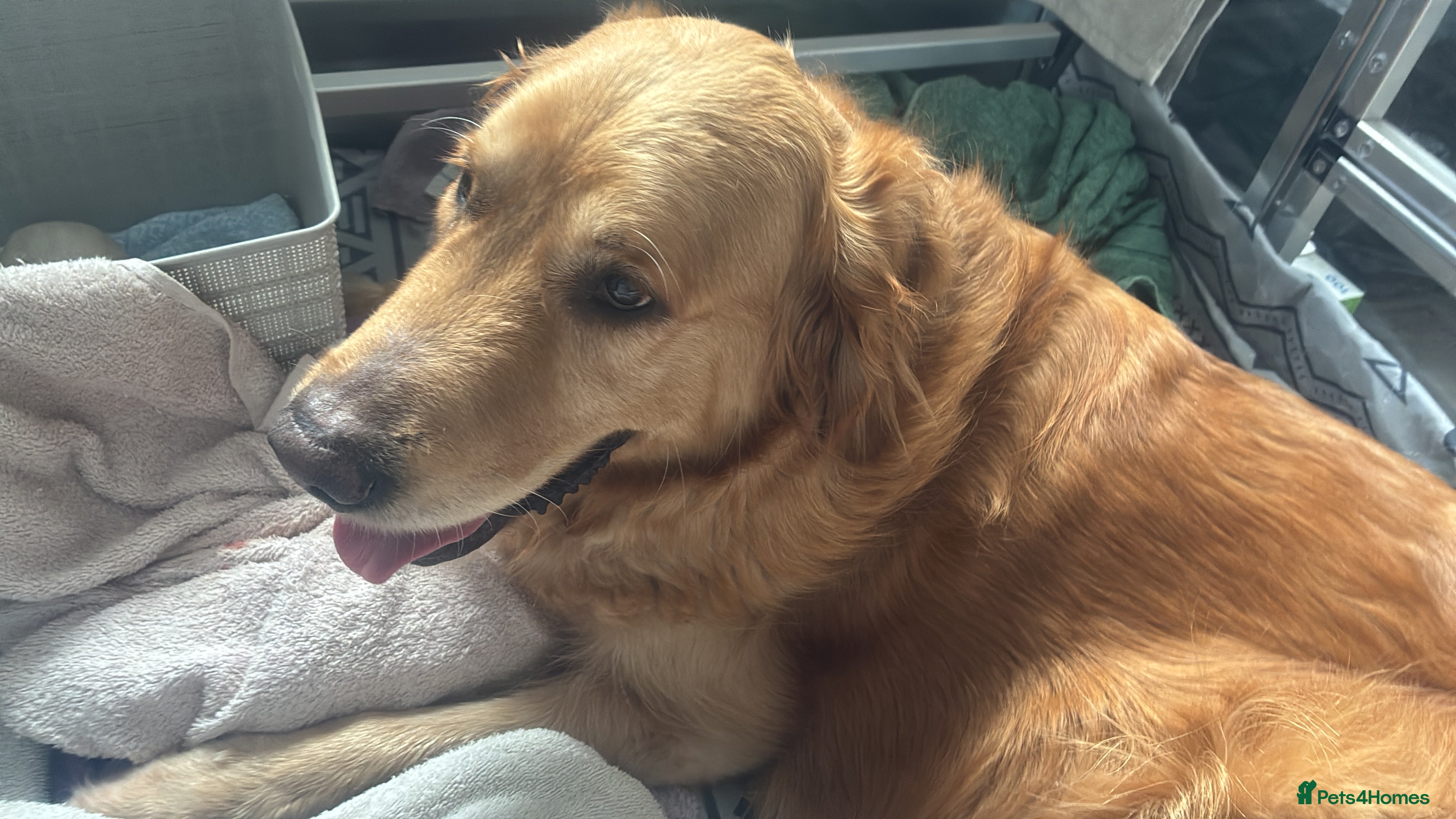 Golden Retriever dogs Last 4 golden retriever girls available  - Advert 18