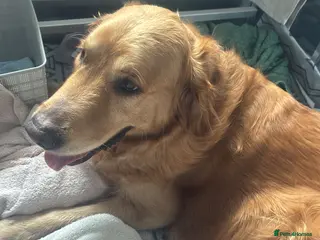 Golden Retriever dogs Last 4 golden retriever girls available - Advert 18