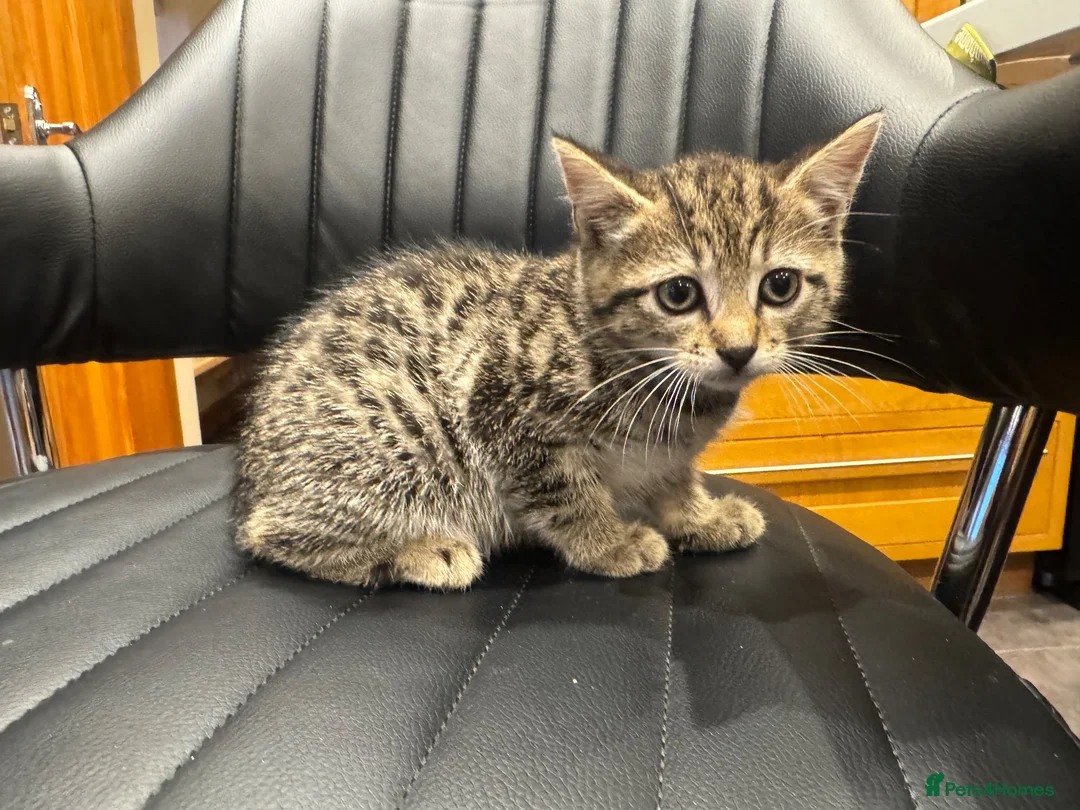 Mixed Breed cats for sale: Beautiful tabby female kitten for sale - Advert 8