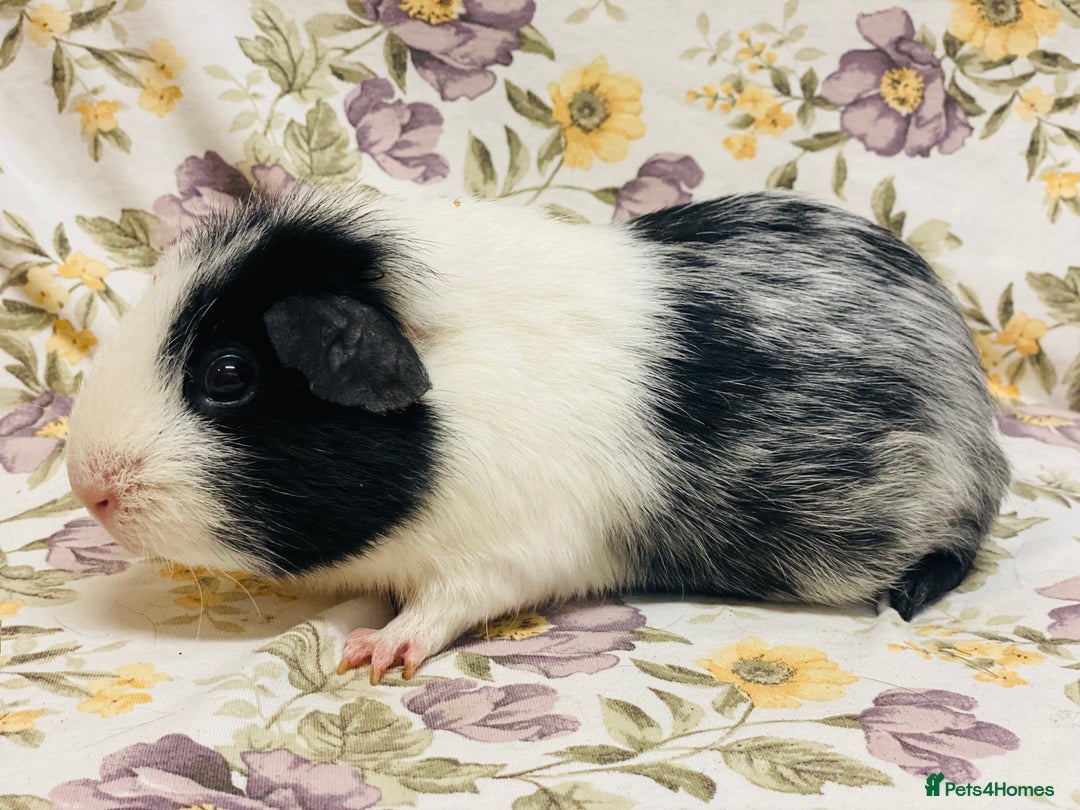 Guinea Pig rodents for sale: Pair of adult retired breeding females  - Image 7
